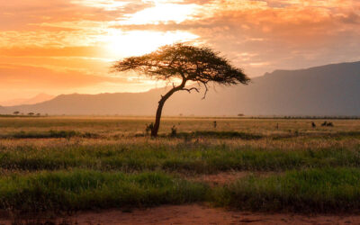 Safari au Kenya : quel parc choisir pour une expérience inoubliable ?