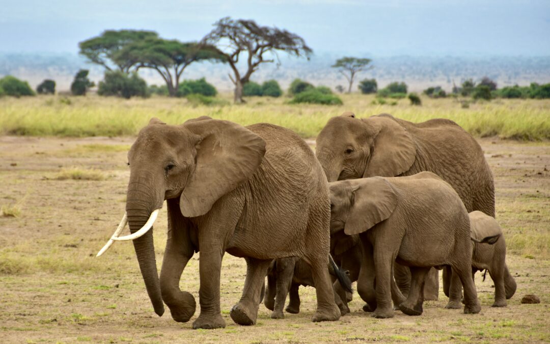 Partir à l&rsquo;aventure dans le Parc Amboseli