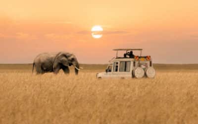 COMBIEN COÛTE UN SAFARI AU KENYA