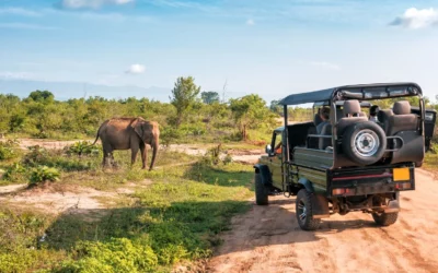 Safari en Afrique du Sud : le guide ultime pour organiser un voyage combiné inoubliable